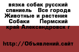 вязка собак русский спаниель - Все города Животные и растения » Собаки   . Пермский край,Александровск г.